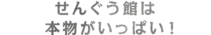 せんぐう館は本物がいっぱい！