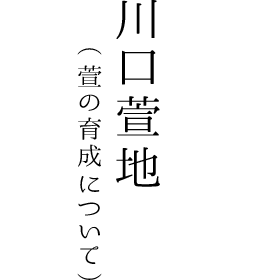 川口萱地 萱の育成について